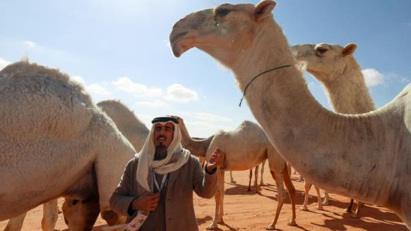 Saudi herder Hamad al-Marri communicates with his animals during the annual King Abdulaziz Camel Festival in Rumah desert, northeast of the Saudi capital Riyadh, on January 10, 2023.
