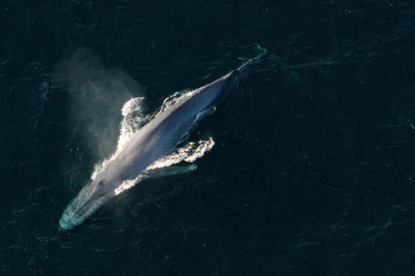 研究发现，深海采矿噪音污染威胁着鲸鱼 